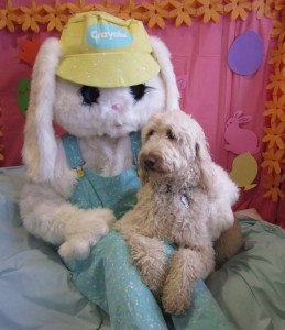HollyBunnyPic